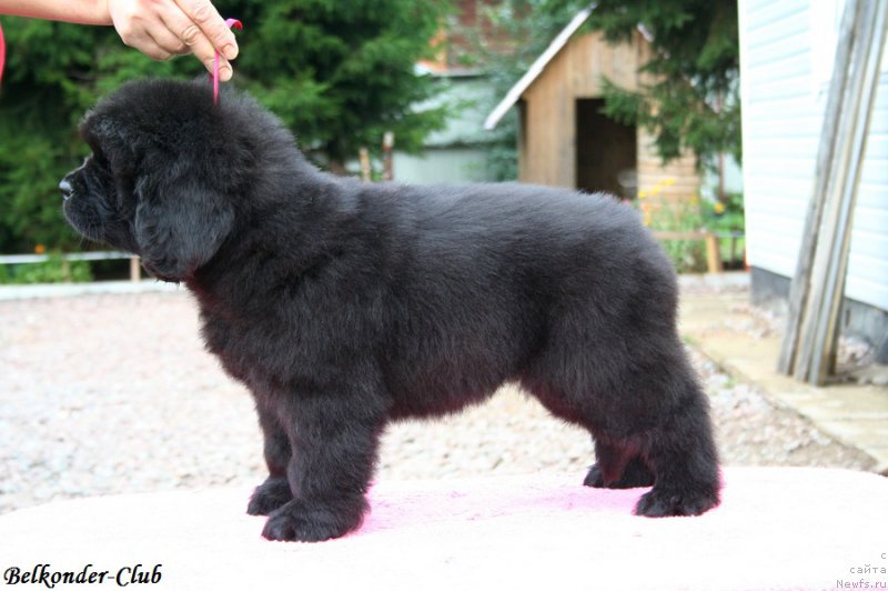Фото: ньюфаундленд Белкондер-Клаб Богема Элеганс (Belkonder-Club Boheme Elegance)