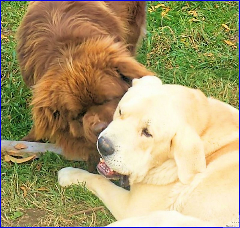 Фото: ньюфаундленд Браунблад МСК Хаким Голд Хайдар (Brownblood MSK Hakim Gold Haydar), Лена Зырина, ФРАНКО
