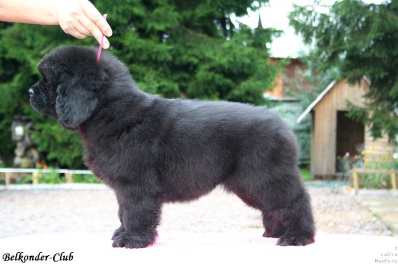 Фото: ньюфаундленд Белкондер-Клаб Богема Элеганс (Belkonder-Club Boheme Elegance)