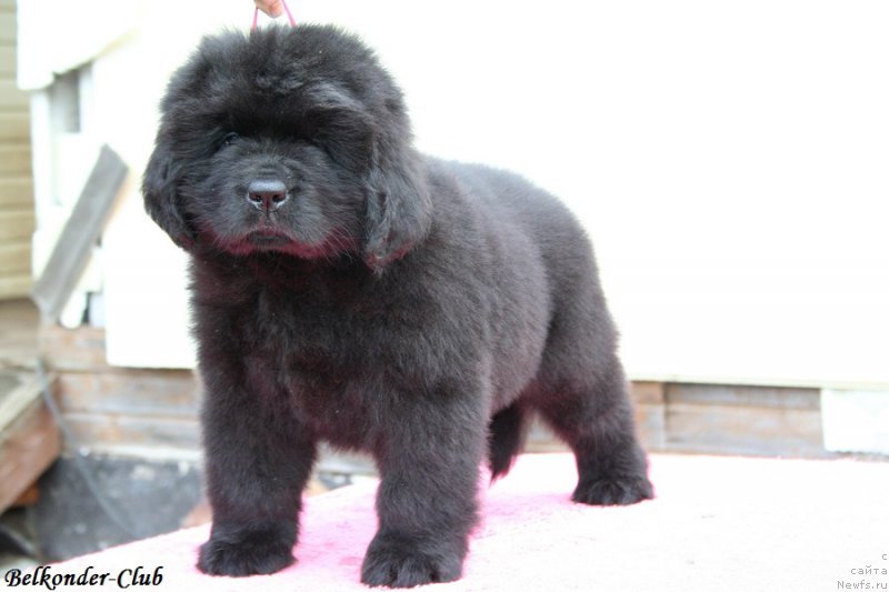 Фото: ньюфаундленд Белкондер-Клаб Богема Элеганс (Belkonder-Club Boheme Elegance)