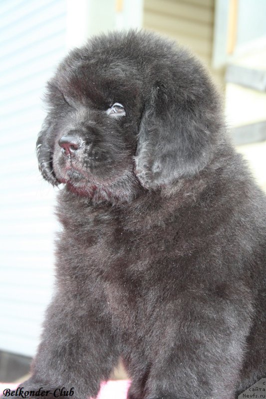 Фото: ньюфаундленд Белкондер-Клаб Богема Элеганс (Belkonder-Club Boheme Elegance)