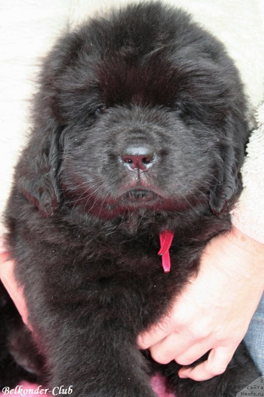 Фото: ньюфаундленд Белкондер-Клаб Богема Элеганс (Belkonder-Club Boheme Elegance)