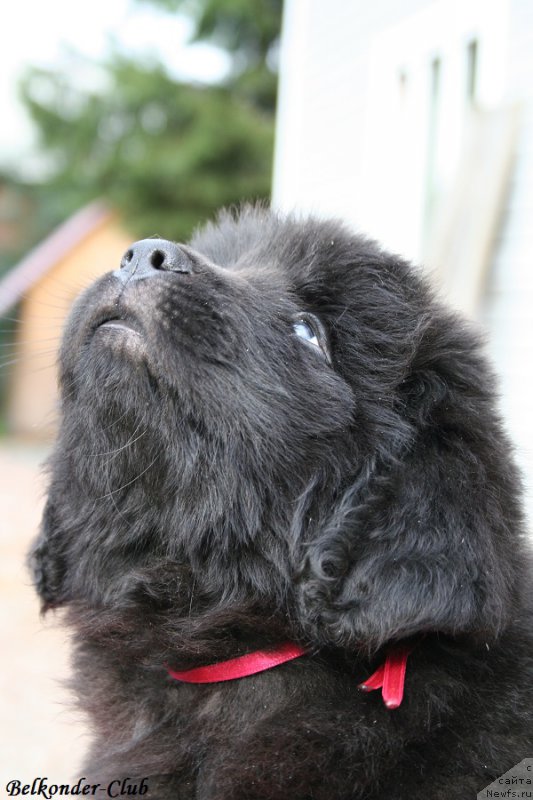 Фото: ньюфаундленд Белкондер-Клаб Богема Элеганс (Belkonder-Club Boheme Elegance)