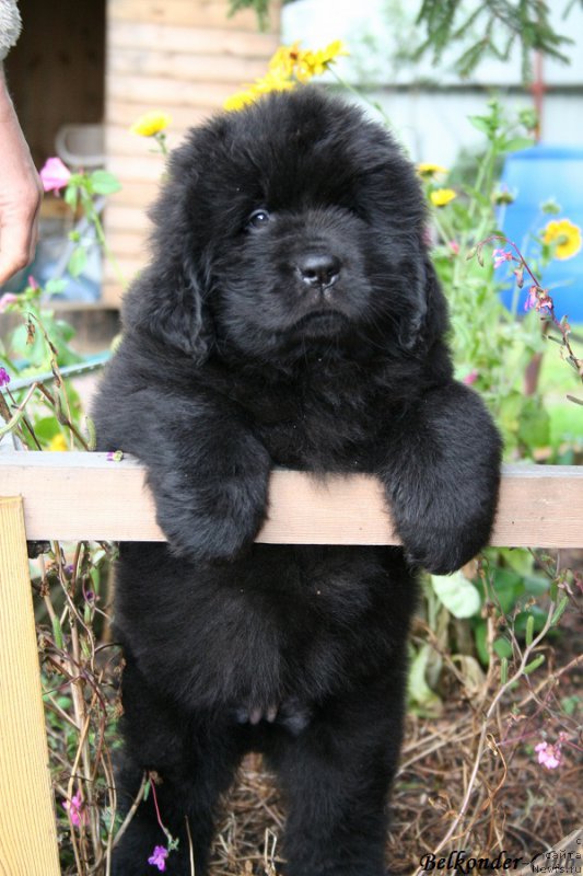 Фото: ньюфаундленд Белкондер-Клаб Богема Элеганс (Belkonder-Club Boheme Elegance)