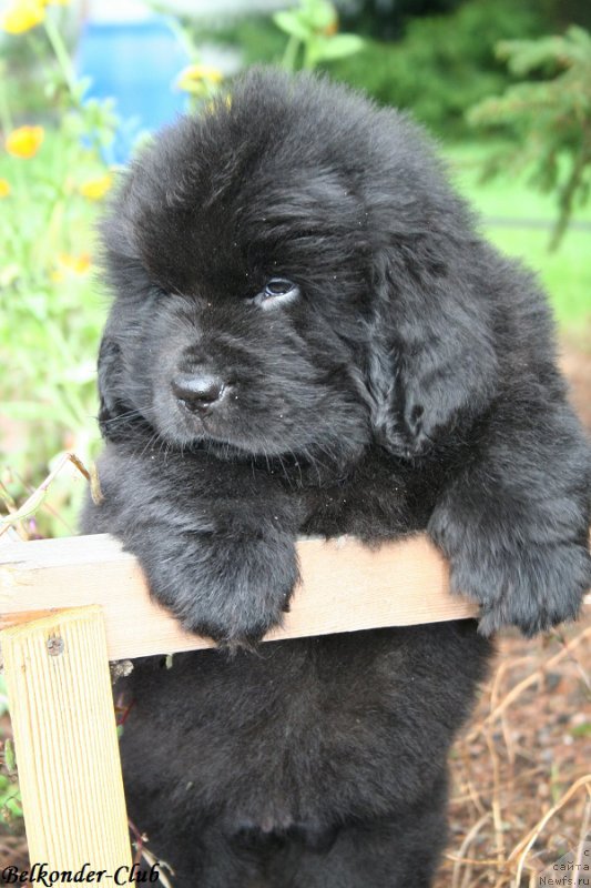 Фото: ньюфаундленд Белкондер-Клаб Богема Элеганс (Belkonder-Club Boheme Elegance)