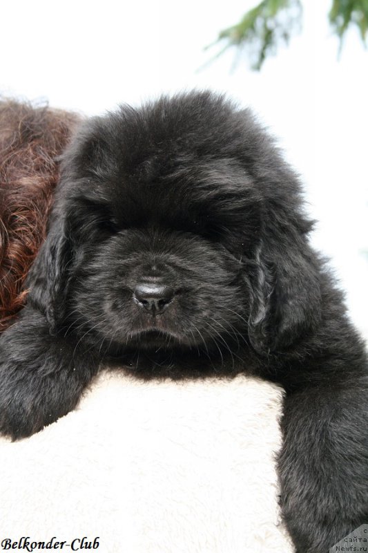 Фото: ньюфаундленд Белкондер-Клаб Богема Элеганс (Belkonder-Club Boheme Elegance)