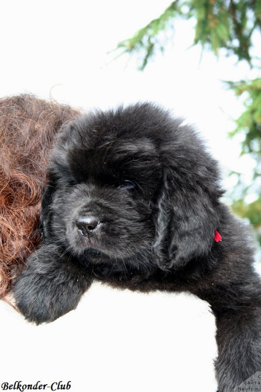 Фото: ньюфаундленд Белкондер-Клаб Богема Элеганс (Belkonder-Club Boheme Elegance)