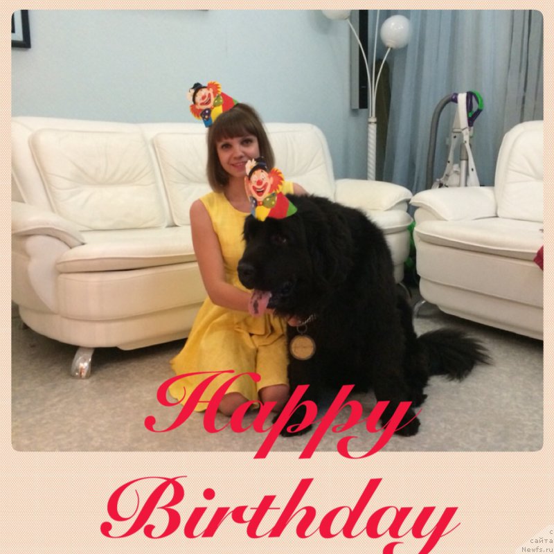 Фото: ньюфаундленд Нью-Пом-Шир Бонд Джеймс