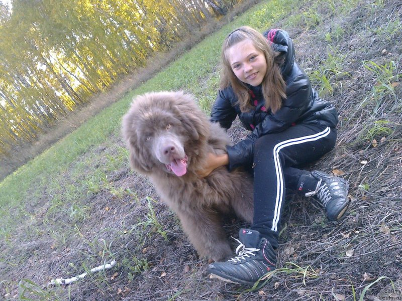 Фото: ньюфаундленд Агат Желаний от Марлеон Дусвик