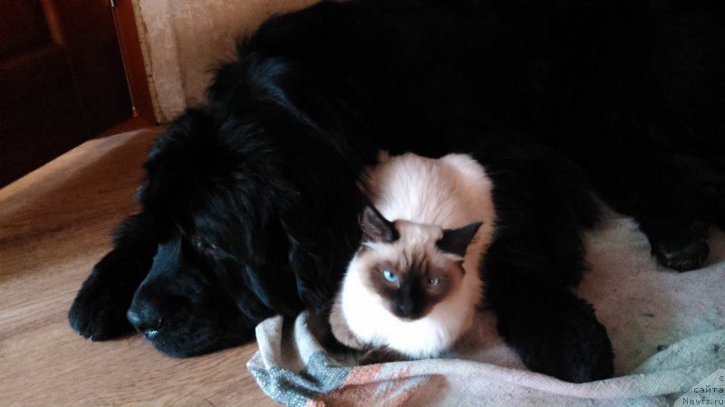 Фото: ньюфаундленд Ньюфорт Цена Успеха