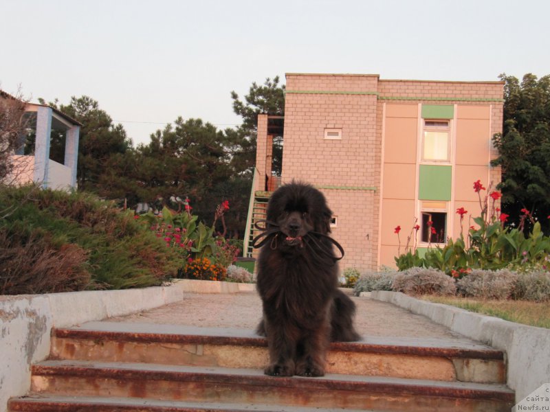 Фото: ньюфаундленд Дюрбахлер Клаб Альфаретта Виньетта