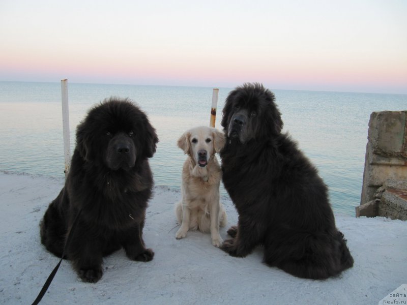 Фото: ньюфаундленд Мелти Вейв Марин Тифея (Melty Wave Marine Tifeya), Лиса, ньюфаундленд Дюрбахлер Клаб Альфаретта Виньетта