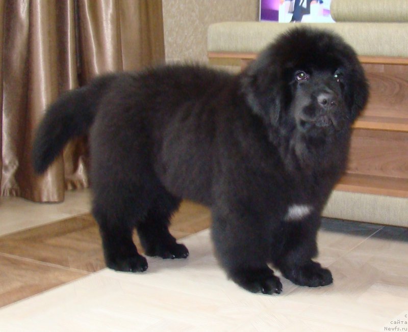 Фото: ньюфаундленд Супер Премиум Фри Винд (Super Premium Free Wind)