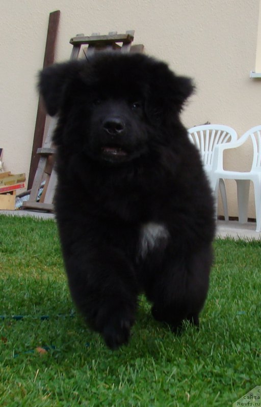 Фото: ньюфаундленд Супер Премиум Фри Винд (Super Premium Free Wind)