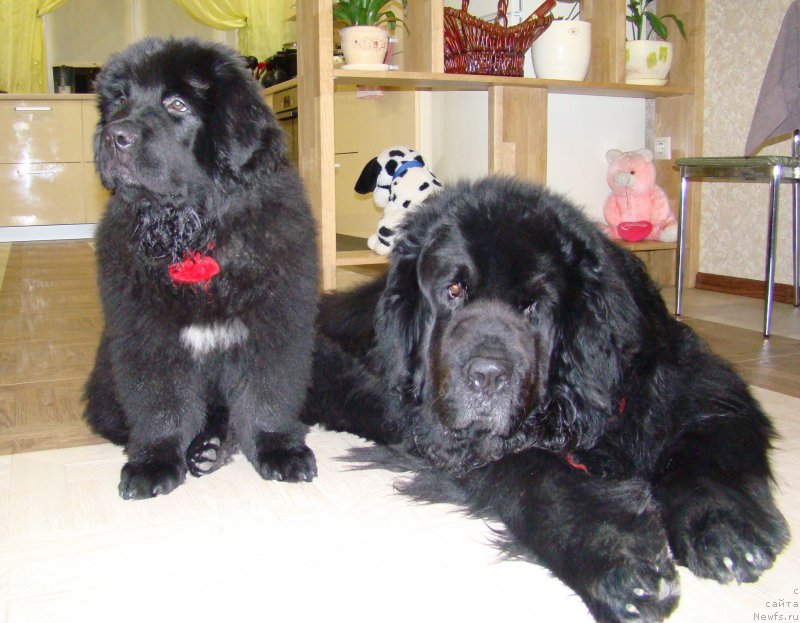 Фото: ньюфаундленд Супер Премиум Бумер, ньюфаундленд Супер Премиум Фри Винд (Super Premium Free Wind)