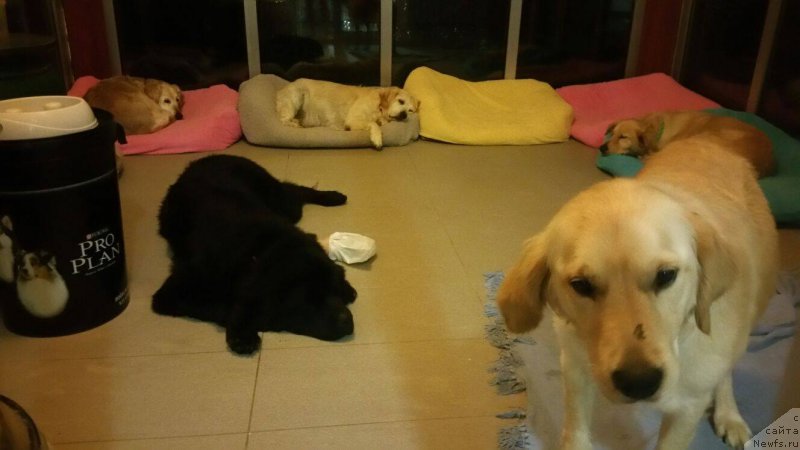 Фото: ньюфаундленд Браунблад МСК Харита Хавва (Brownblood MSK Harita Havva)