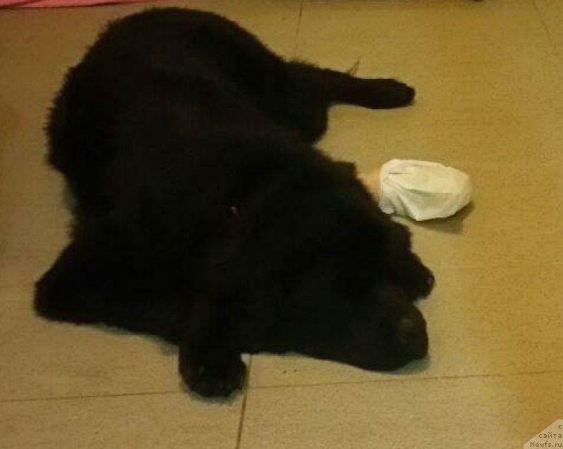 Фото: ньюфаундленд Браунблад МСК Харита Хавва (Brownblood MSK Harita Havva)