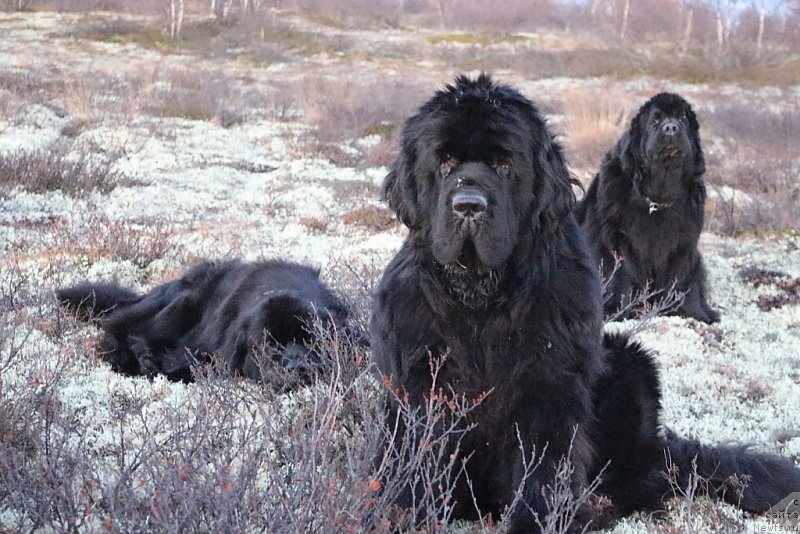 Фото: ньюфаундленд King of Helluland You Shock Me