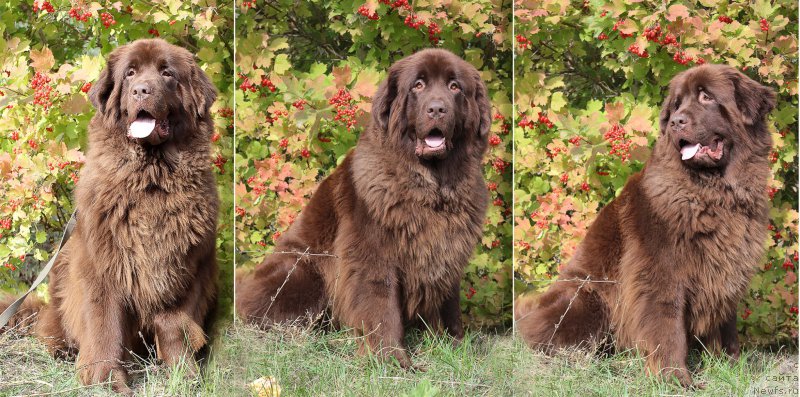 Фотография № 192485