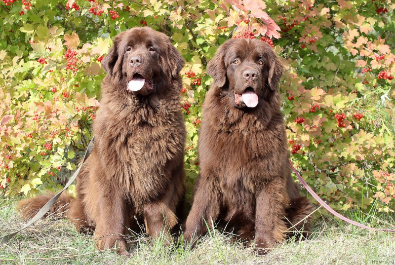 Фото: ньюфаундленд Сверкающая Гора Машаме (Sverkayuzhaya Gora Mashame), ньюфаундленд Наоми Таголири фор Браунблад (Naomi Tagoliri for Brouwnblood)