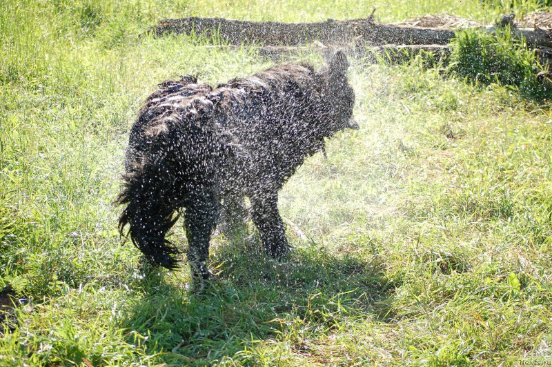 Фото: ньюфаундленд Черная Мафия Шот ин тхе Дарк (Chernaya Mafia Shot in the Dark)