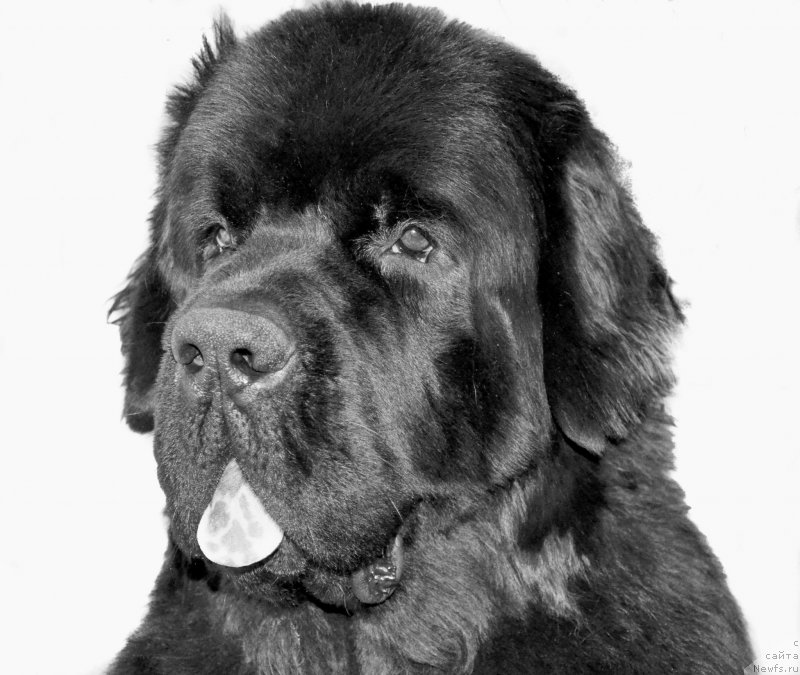 Фотография № 192496