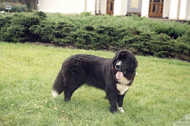 Фото: ньюфаундленд Василиса зе Арктик Винд (Vasilisa The Arctic Wind)