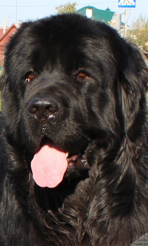 Фото: ньюфаундленд Валмонд Победитель (Valmond Pobeditel)