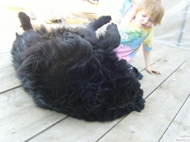 Фото: ньюфаундленд Рябинушка от Сибирского Медведя