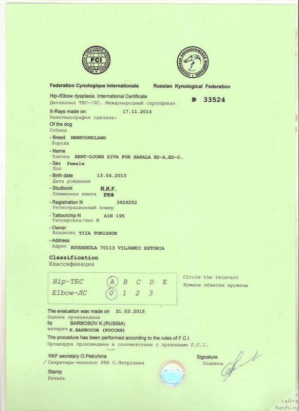 Фото: ньюфаундленд Сент Джонс Зива фор Сакала (Sent Djons Ziva for Sakala)