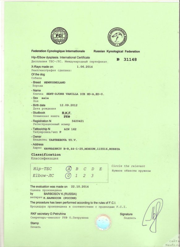 Фото: ньюфаундленд Сент Джонс Ванилла Айс (Sent Djons Vanilla Ice)