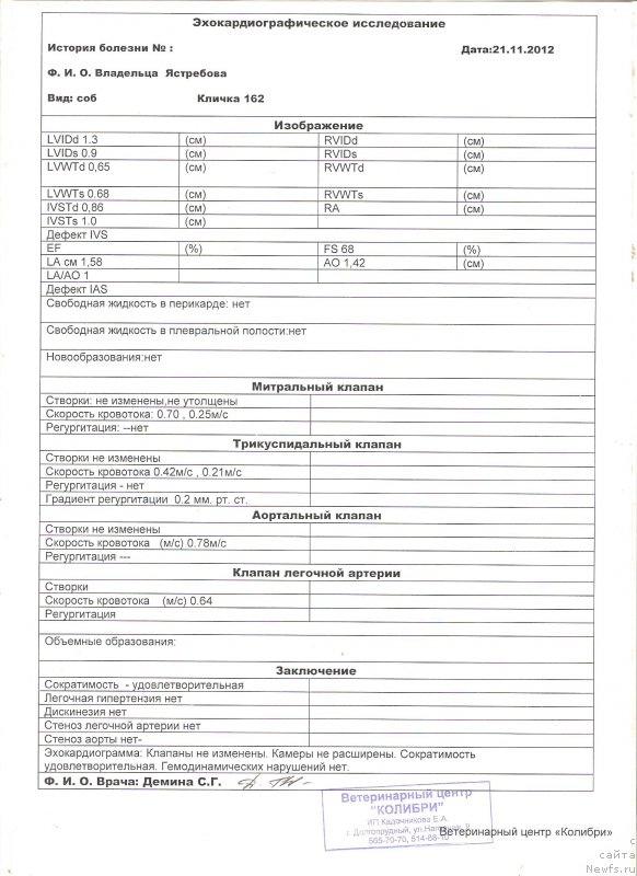 Фото: ньюфаундленд Сент Джонс Ванилла Айс (Sent Djons Vanilla Ice)