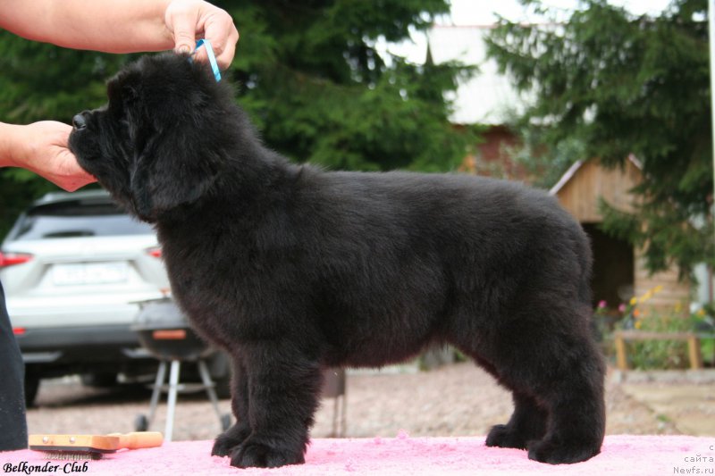 Фото: ньюфаундленд Белкондер-Клаб Бьянка Маруша (Belkonder-Club Bianca Marussia)