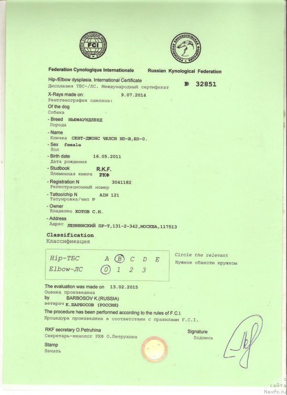 Фото: ньюфаундленд Сент Джонс Челси