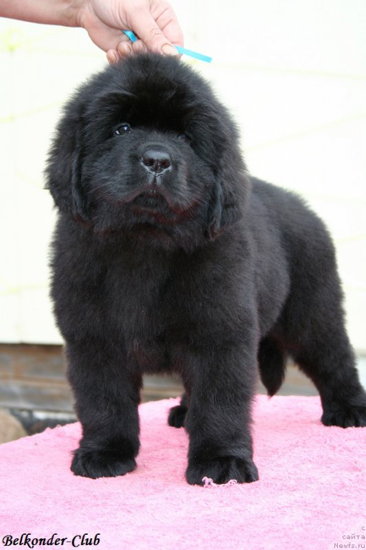 Фотография № 192527