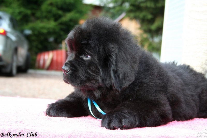 Фотография № 192528