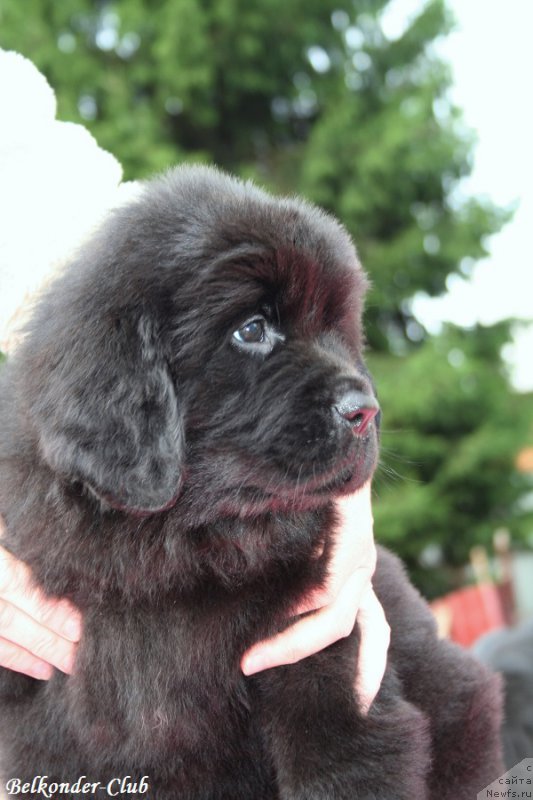 Фотография № 192530