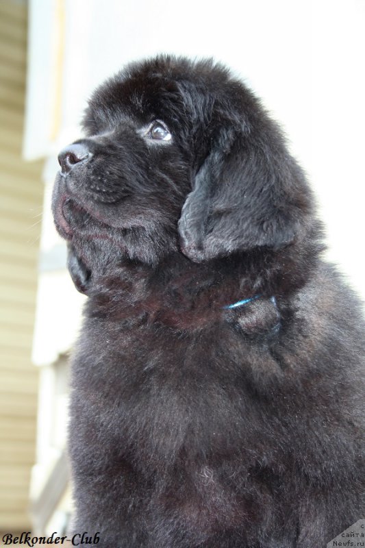 Фотография № 192531