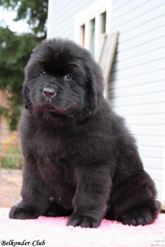 Фото: ньюфаундленд Белкондер-Клаб Бьянка Маруша (Belkonder-Club Bianca Marussia)
