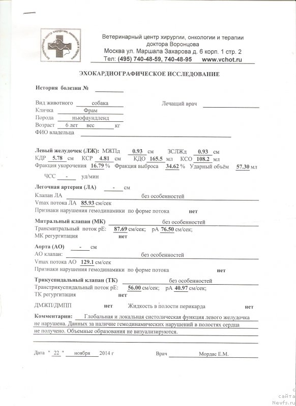 Фото: ньюфаундленд Kloofbears My Dream for Sent Djons