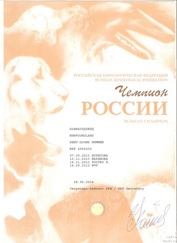 Фото: ньюфаундленд Сент Джонс Хаммер (Sent Djons Hummer)