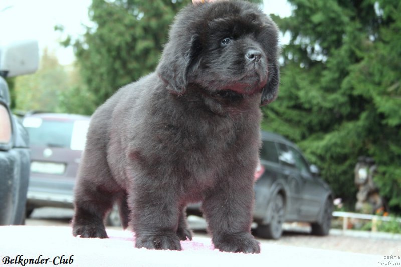 Фото: ньюфаундленд Белкондер-Клаб Белла Ренессанс (Belkonder-Club Bella Renaissance)