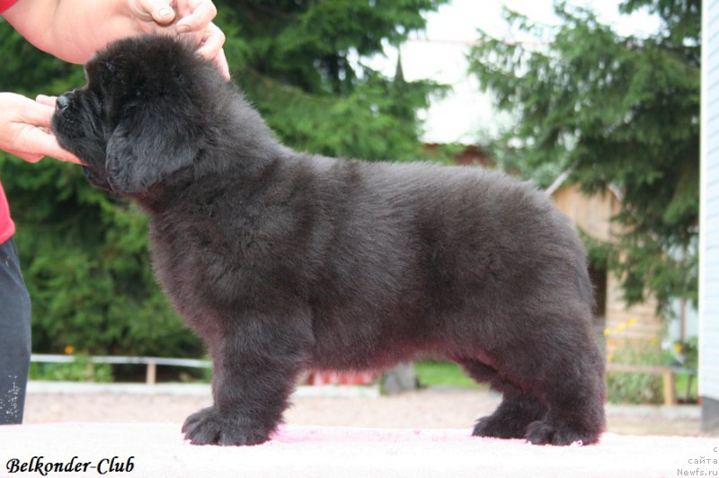 Фото: ньюфаундленд Белкондер-Клаб Белла Ренессанс (Belkonder-Club Bella Renaissance)