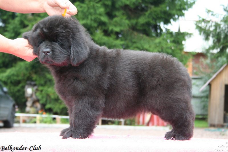 Фотография № 192548