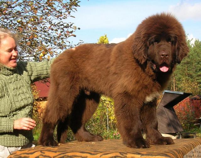 Фото: ньюфаундленд Do Sing With Deejay de L'Etoile de Cyrice, Любовь Жакова