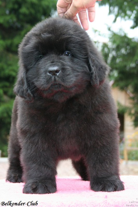 Фотография № 192550