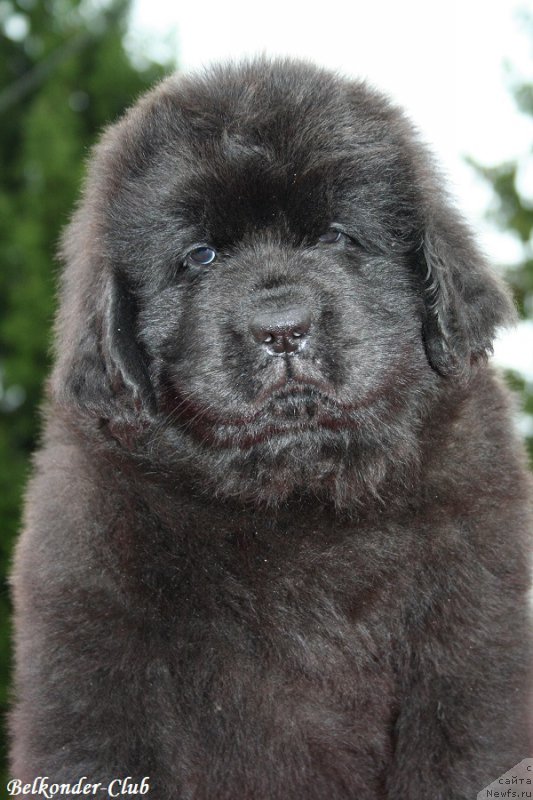 Фотография № 192553