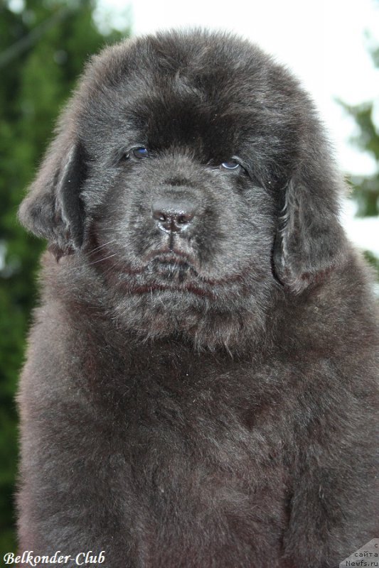 Фотография № 192554