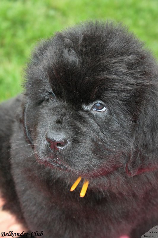 Фото: ньюфаундленд Белкондер-Клаб Белла Ренессанс (Belkonder-Club Bella Renaissance)