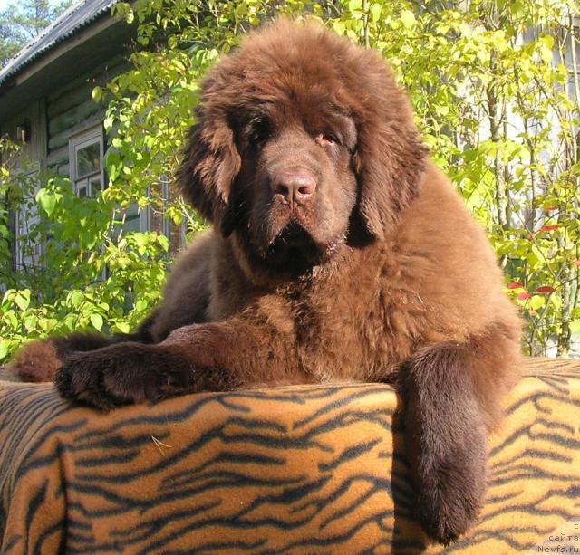 Фото: ньюфаундленд Do Sing With Deejay de L'Etoile de Cyrice